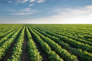 Read more about the article All about Agriculture Education in India
